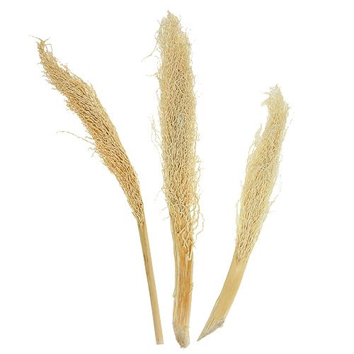 Floristik24 Khejur Date bleached 50 pcs.