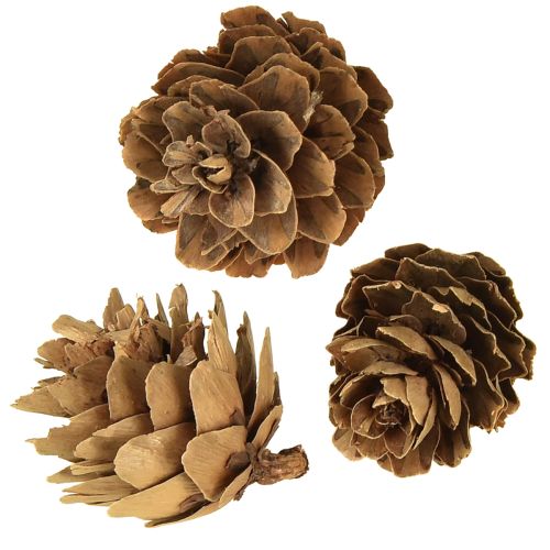 Product Pine cones natural small cones decoration in net 2.5-3.5cm 300g