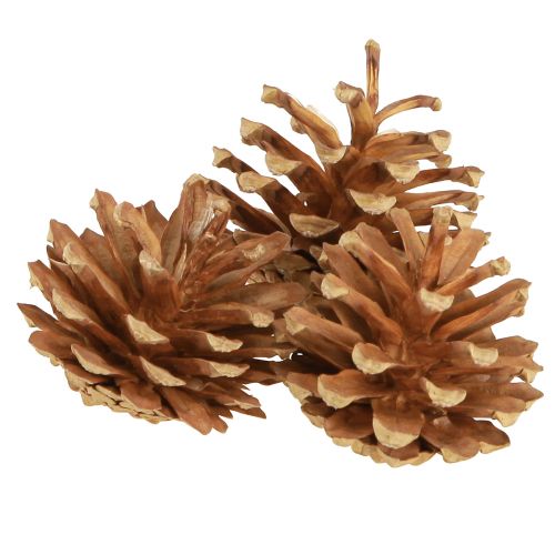 Product Pine cones Scots pine Pinus sylvestris H3–5cm 1kg