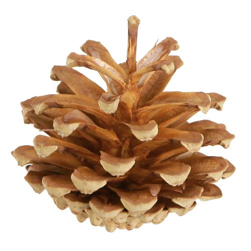 Product Pine cones Scots pine Pinus sylvestris H3–5cm 1kg