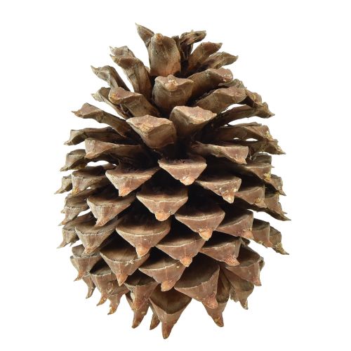 Floristik24 Pine cones Coulter pine natural Ø13cm H18cm 1pc