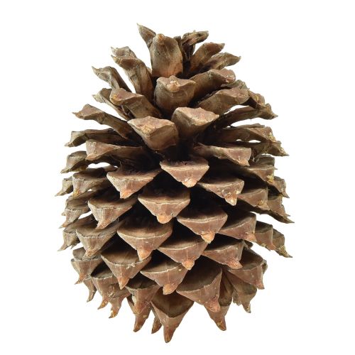 Pine cones Coulter pine natural Ø13cm H18cm 1 pc