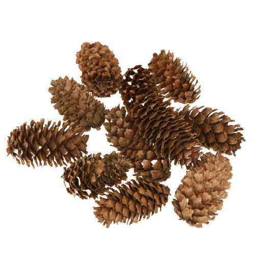 Floristik24 Small hemlock cones decorative natural cones Advent 3-4cm 100g