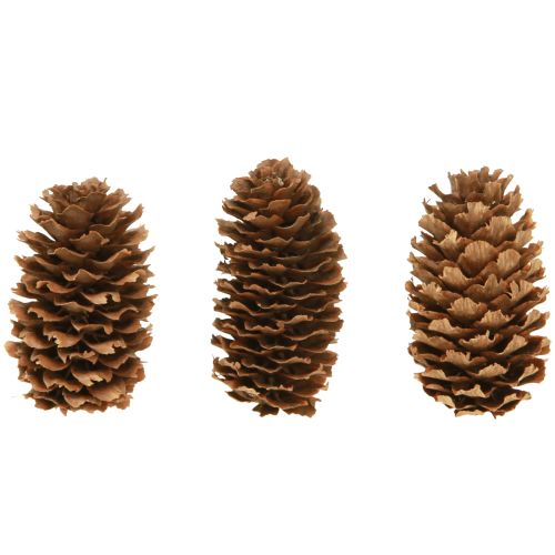 Floristik24 Small hemlock cones decorative natural cones Advent 3-4cm 100g