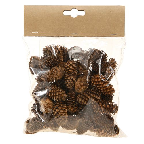 Floristik24 Small hemlock cones decorative natural cones Advent 3-4cm 100g