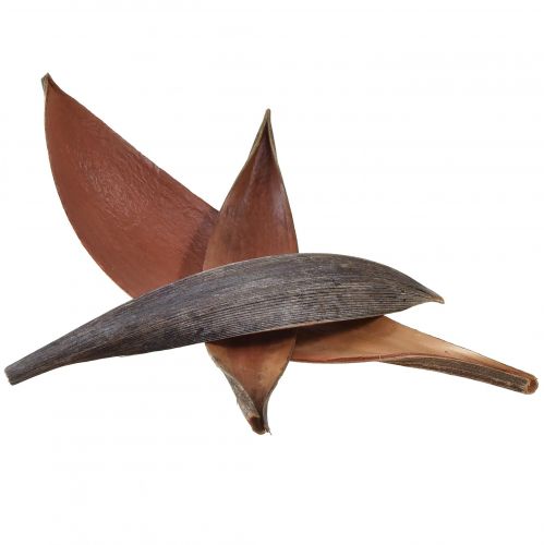 Product Coconut shells coconut leaves natural dried 22cm - 42cm 25 pcs