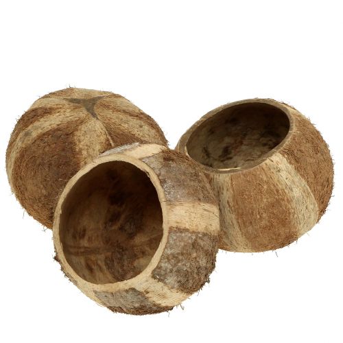 Floristik24 Coconut shell natural 5 pcs