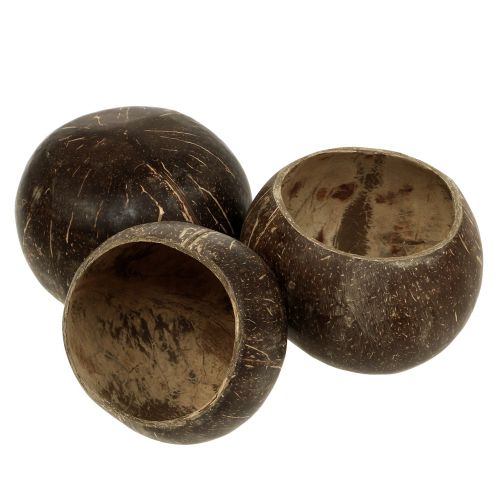 Floristik24 Coconut shells polished natural 5 pcs