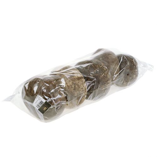 Floristik24 Coconut shells polished natural 5 pcs