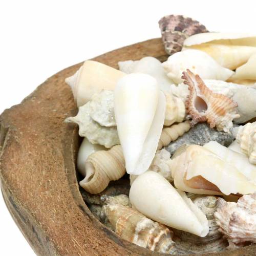 Floristik24 South Sea decoration coconut with shells 20cm 250g