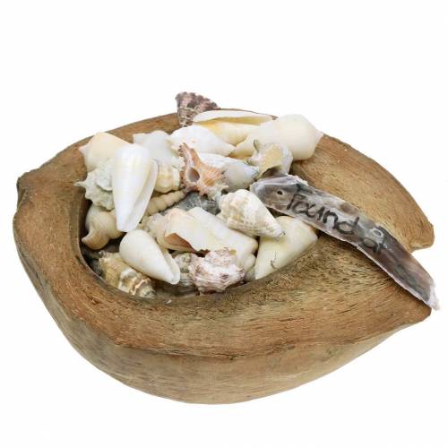 Floristik24 South Sea decoration coconut with shells 20cm 250g