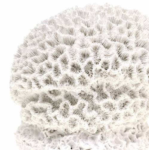 Product Maritime Deco Coral Plaster White Ø10cm 2pcs