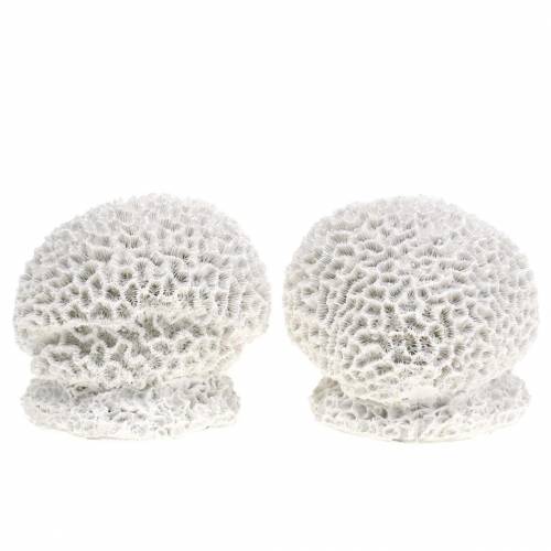 Floristik24 Maritime Deco Coral Plaster White Ø10cm 2pcs