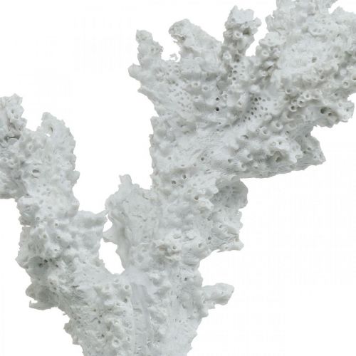 Floristik24 Maritime decoration coral white artificial decoration stand 11×12cm