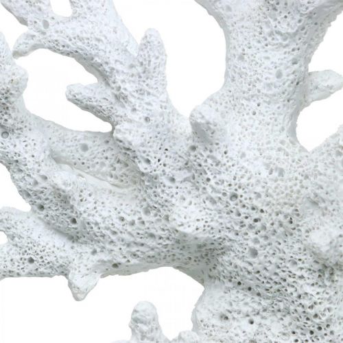 Floristik24 Maritime decoration coral white summer decoration 14.5×14.5cm