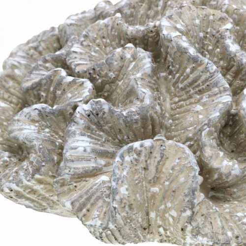 Floristik24 Maritime decoration coral beige white artificial polyresin 23x20cm