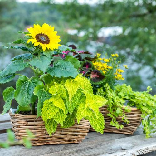 Floristik24 Basket box made of peeled willow natural color flower box set of 2