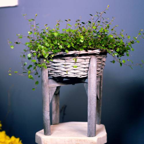 Product Wicker bowl with wooden stand grey, washed white Ø40cm