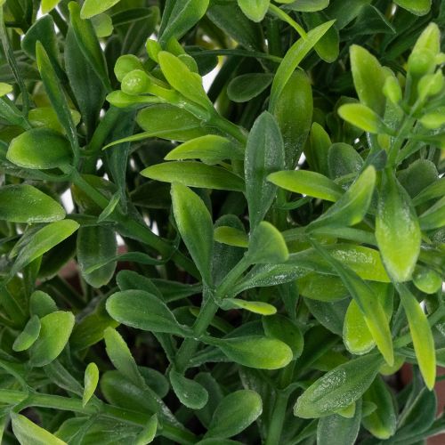 Product Artificial plant in a flower pot with realistic texture for indoor use and decoration, 18cm, 3 pieces