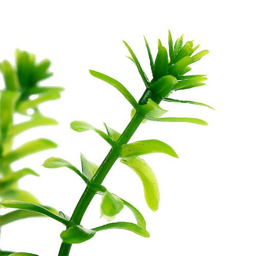 Floristik24 Herbs in a pot 16cm green