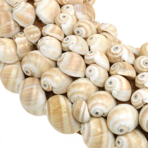Product Snail wreath, maritime decoration, natural Mattukan snails natural colors Ø39.5cm