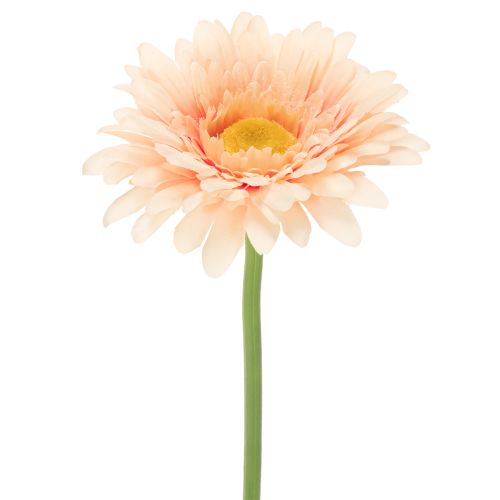 Artificial Gerbera Flowers Apricot 47cm 6pcs buy online | Floristik24.co.uk