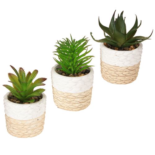 Floristik24 Artificial Succulents in Ceramic Pot 12.5cm 3pcs