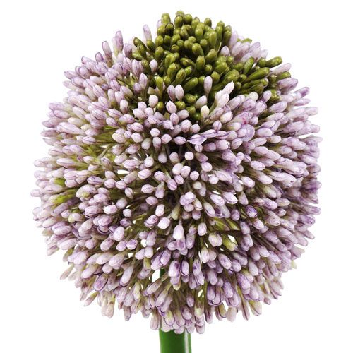Product Artificial flowers allium purple Ø10cm L65cm