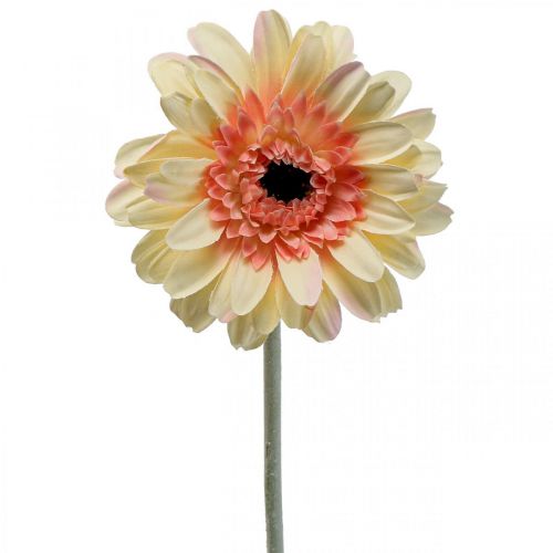 Floristik24 Artificial gerbera flower artificial flower apricot Ø11cm L50cm