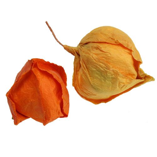 Floristik24 Artificial Physalis sort. 32st