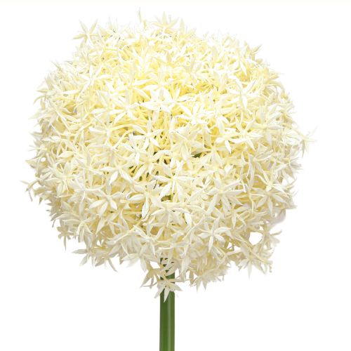 Floristik24 Artificial Allium Cream White Ornamental Onion Ø18cm L90cm