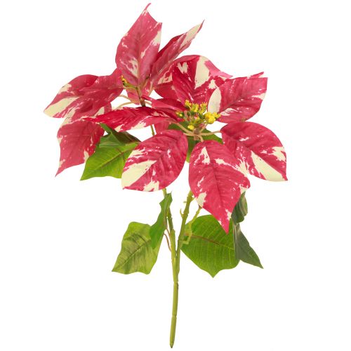Product Artificial poinsettia in red cream L35cm 6pcs 2 bunch