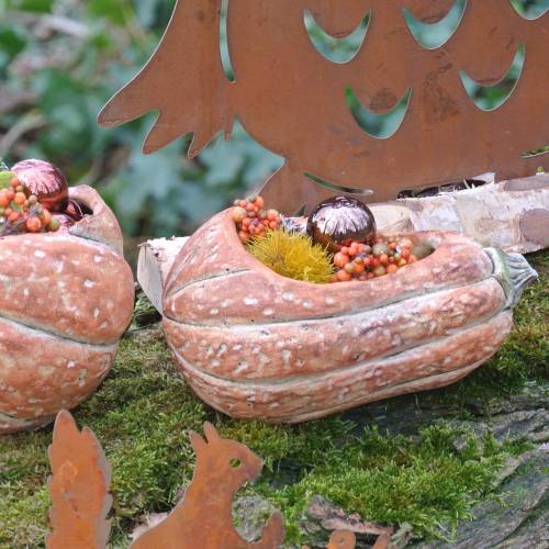 Floristik24 Pumpkin for planting Orange 28 × 15 × 14cm