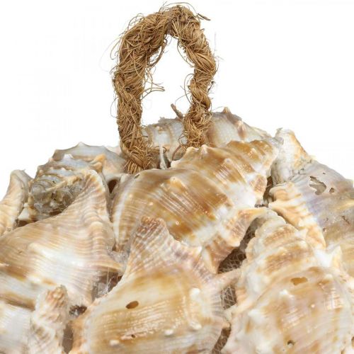 Product Decorative ball snail shells shells decoration hanging natural Ø12cm