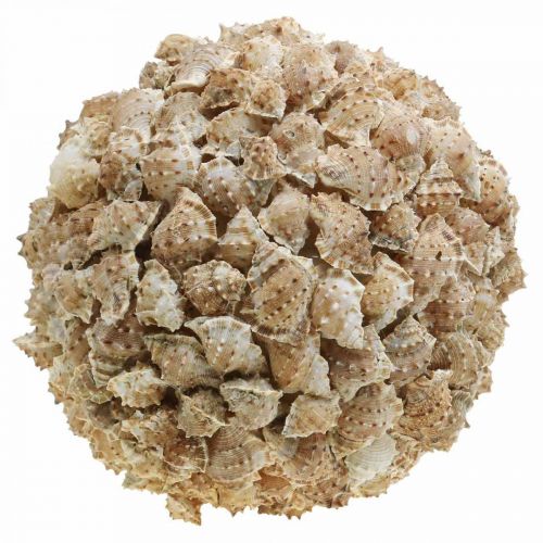 Deco ball sea snails table decoration maritime natural decoration Ø25cm