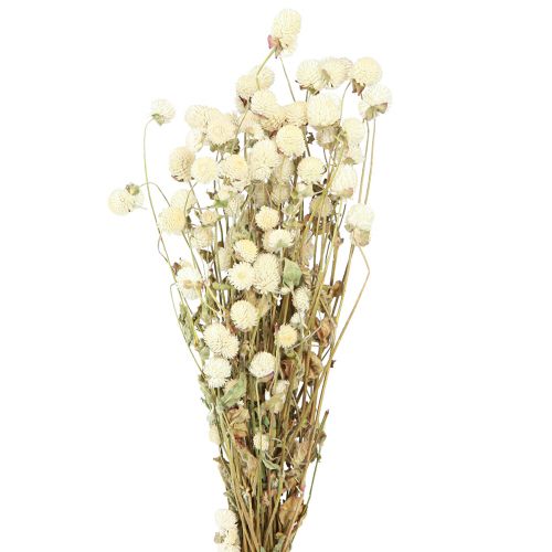 Floristik24 Globe Amaranth Gomphrena Globosa Natural Cream L45cm 100g