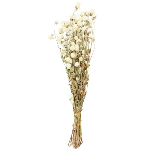 Floristik24 Globe Amaranth Gomphrena Globosa Natural Cream L45cm 100g