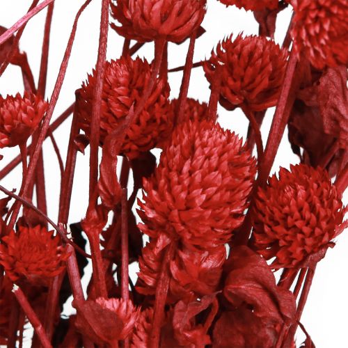 Product Globe Amaranth Gomphrena Globosa bright red L45cm 100g