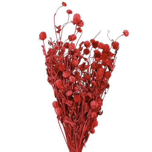 Product Globe Amaranth Gomphrena Globosa bright red L45cm 100g