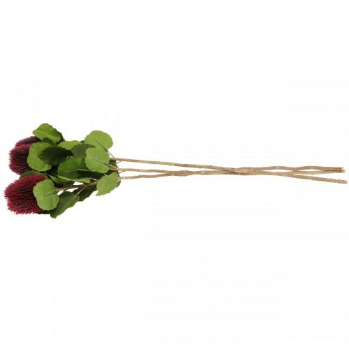 Floristik24 Artificial flowers, Banksia, Proteaceae wine red L58cm H6cm 3pcs