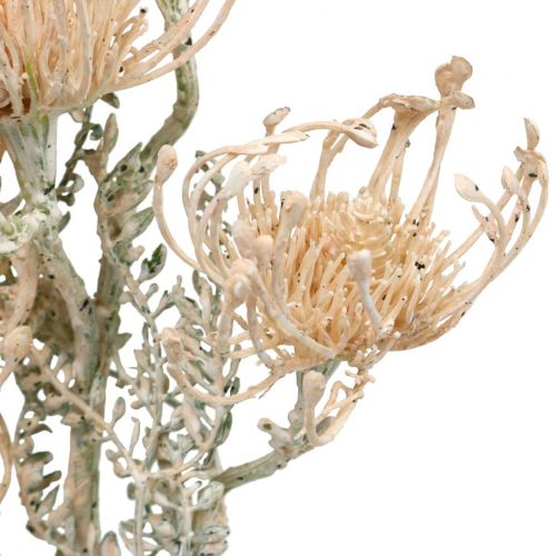 Product Artificial Flowers, Pincushion Flower, Leucospermum, Proteaceae Washed White L58cm 3pcs
