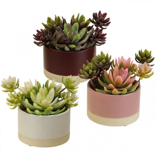 Floristik24 Artificial plants in pots artificial succulents H13cm 3pcs