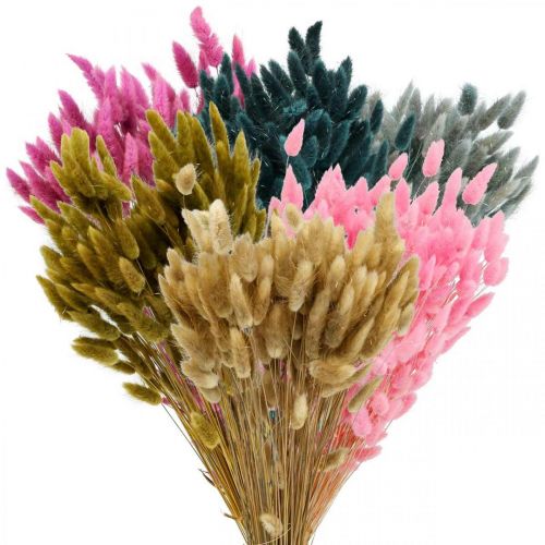 Floristik24 Lagurus Dried Rabbit Tail Grass Colored 65-70cm 100g