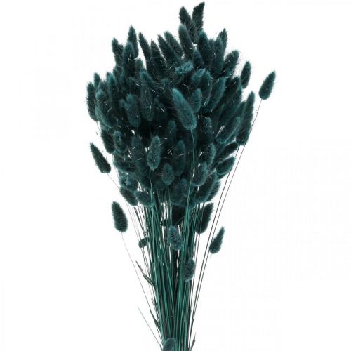 Floristik24 Lagurus Dried Rabbit Tail Grass Dark Green 65-70cm 100g