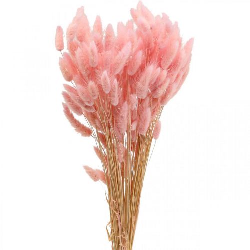 Floristik24 Lagurus dried rabbit tail grass light pink 65-70cm 100g