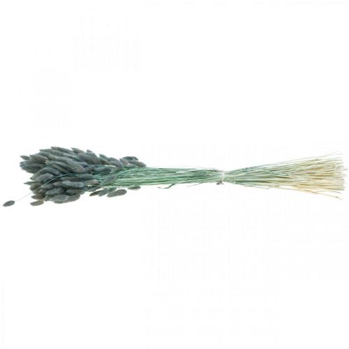 Floristik24 Lagurus Dried Rabbit Tail Grass Blue Green 65-70cm 100g