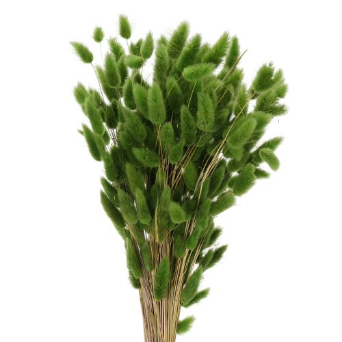 Floristik24 Dried Lagurus (Hare's Tail Grass) 65-70cm 100g