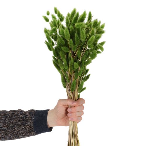 Product Dried Lagurus (Hare's Tail Grass) 65-70cm 100g