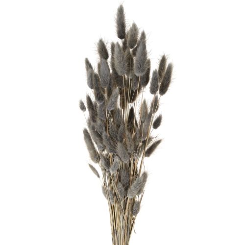 Floristik24 Lagurus Dried Hare&#39;s Tail Grass Grey 45-55cm 50g
