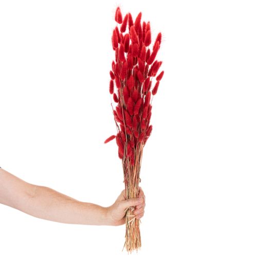 Red Dried Lagurus Bouquet 70cm 100g for Indoor Decoration | Floristik24.co.uk